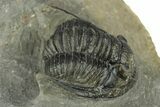 Diademaproetus Trilobite Fossil - Morocco #249892-1